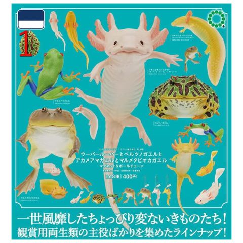 【隨機一款】IKIMON 扭蛋 兩棲類動物集結 S 墨西哥鈍口螈 帶角樹蛙 鐘角蛙 紅眼樹蛙 青蛙 蠑螈 轉蛋