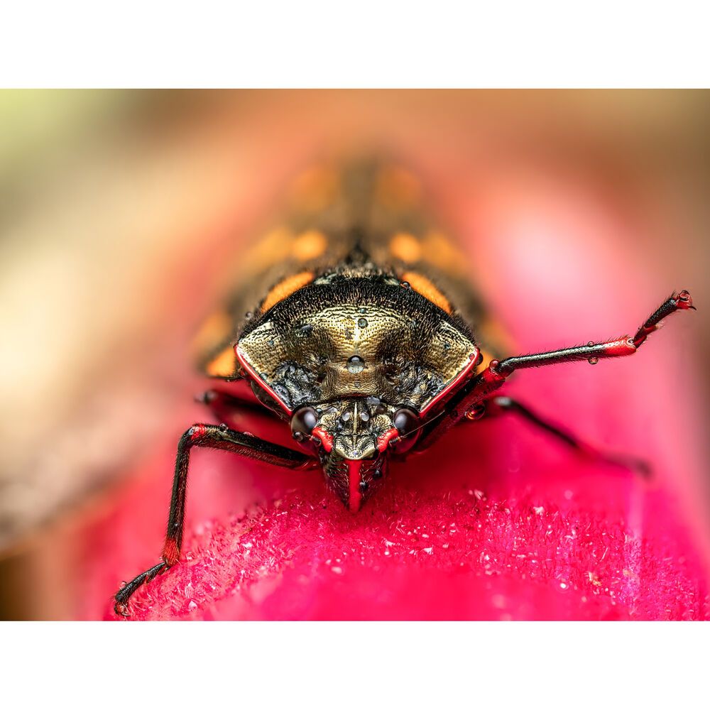 OM SYSTEM M.ZUIKO DIGITAL ED 90mm F3.5 Macro IS PRO 公司貨