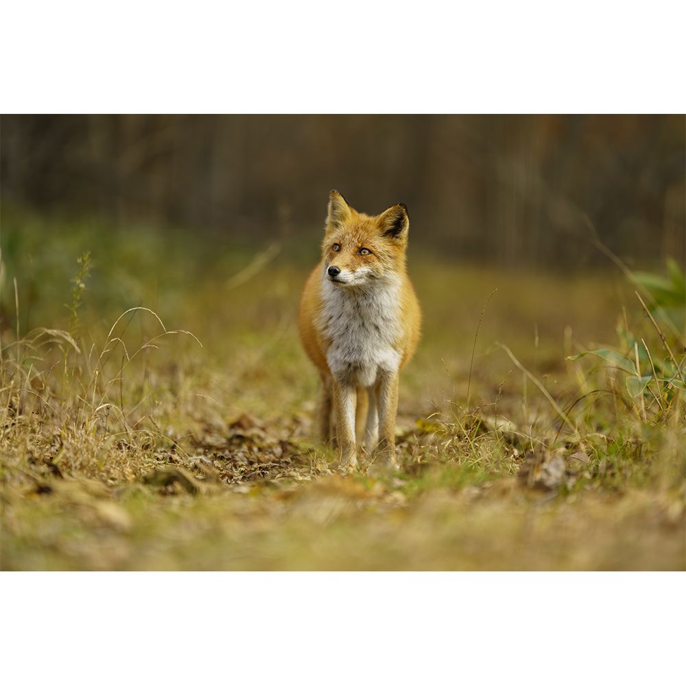 Sigma 適馬 70-200mm F2.8 DG DN OS Sports for SONY E-MOUNT 接環 (公司貨) 全片幅無反微單眼鏡頭