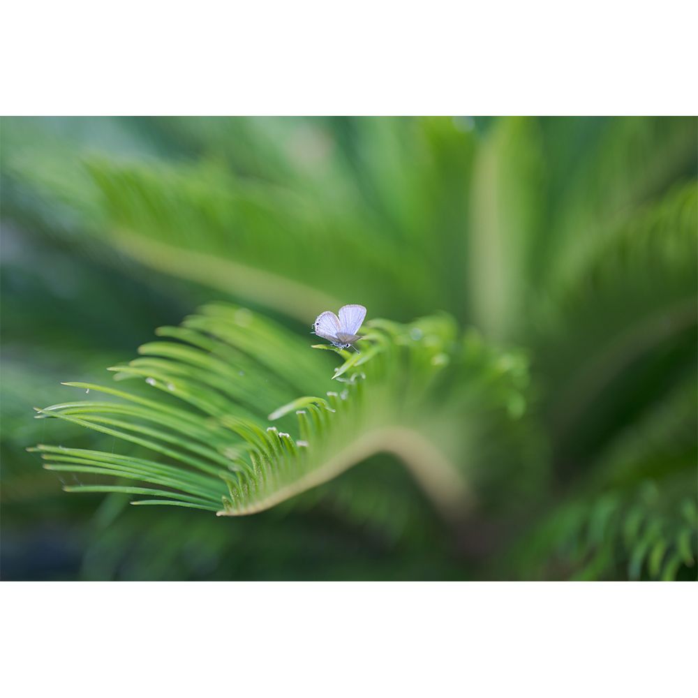 Sigma 適馬 28-45mm F1.8 DG DN Art for SONY E-MOUNT 接環 (公司貨) 廣角變焦鏡頭 旅遊鏡 全片幅無反微單眼鏡頭