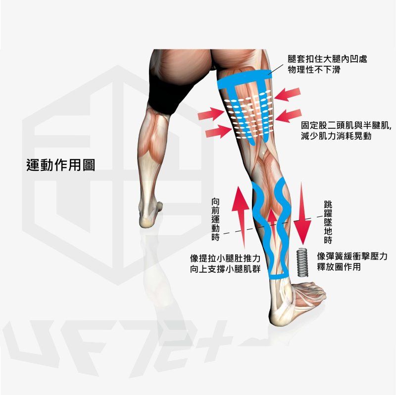 作用圖腿套扣住大腿凹處物理性不下滑運動固定股二頭肌與半腱肌,減少肌力消耗晃動像提拉小腿肚推力向上支撐小腿肌群像彈簧緩衝擊壓力釋放圈作用