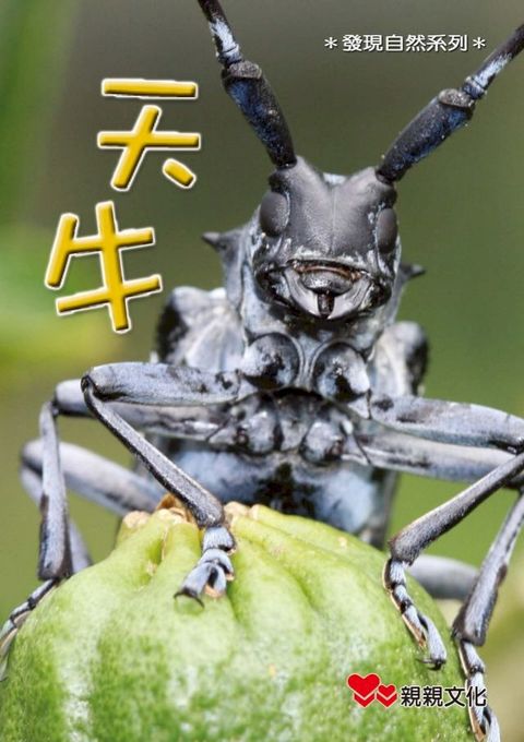 天牛