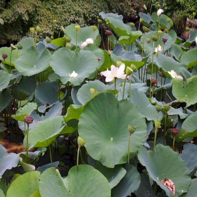  Lotus-Eating Japan(Kobo/電子書)