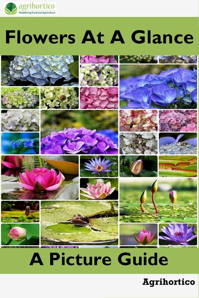  Flowers at a Glance: A Picture Guide(Kobo/電子書)