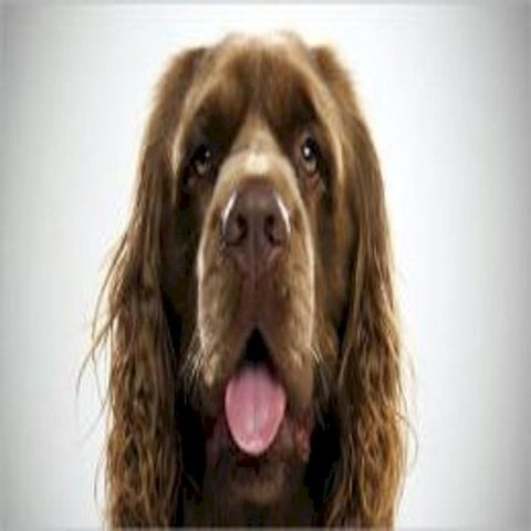 Sussex Spaniels for Beginners(Kobo/電子書)