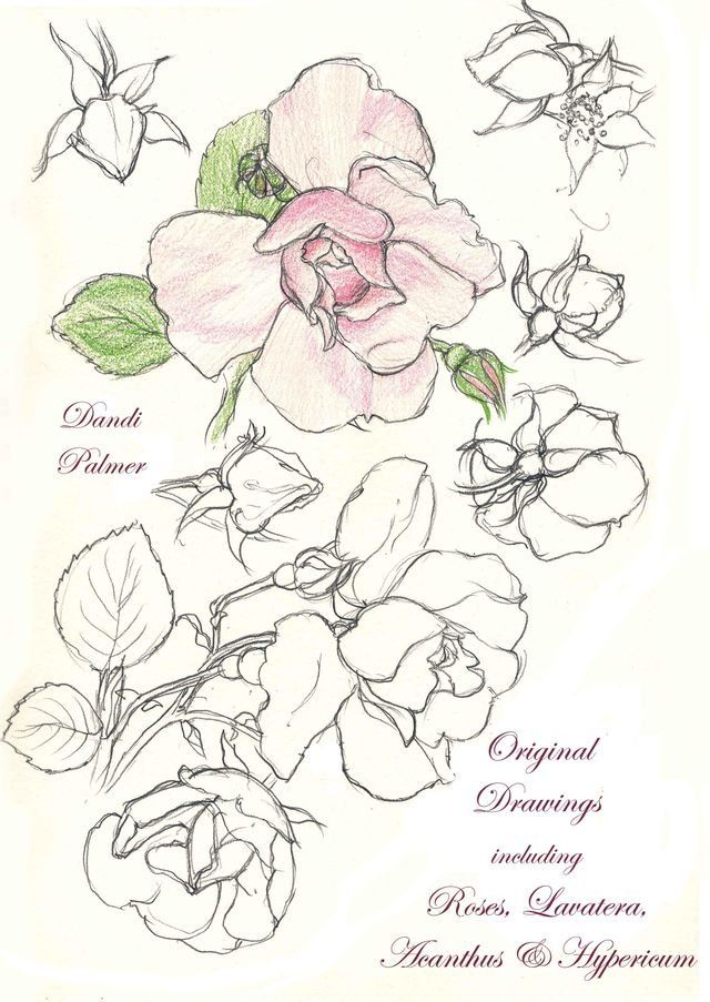  Original Drawings Including Roses, Lavatera, Acanthus and Hypericum(Kobo/電子書)