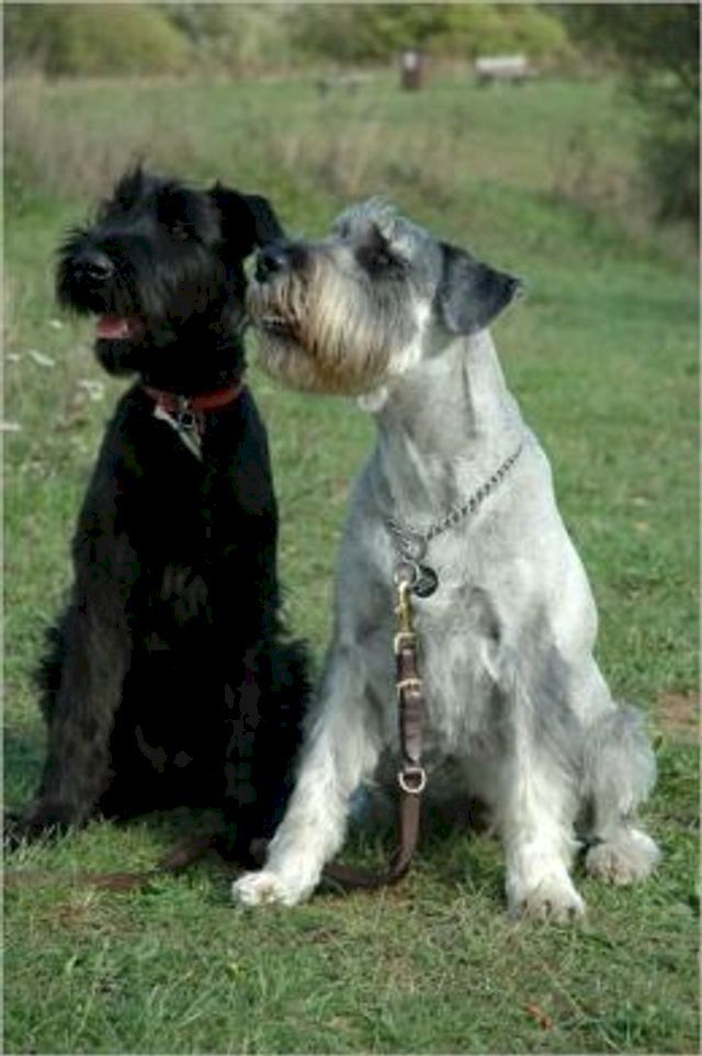  Standard Schnauzers for Beginners(Kobo/電子書)