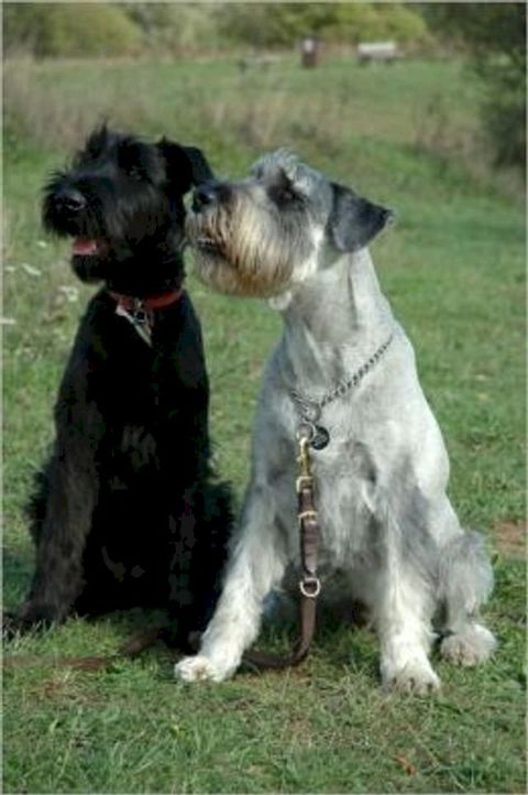 Standard Schnauzers for Beginners(Kobo/電子書)