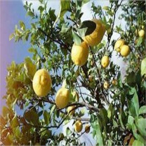 How to Grow a Lemon Tree(Kobo/電子書)