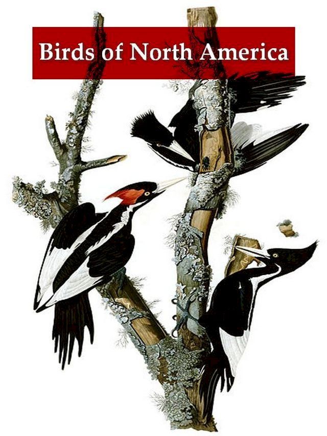  A Synopsis of the Birds of North America(Kobo/電子書)