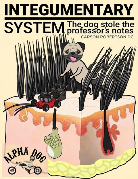 Integumentary System: Quick Review Notes Chapter 5(Kobo/電子書)