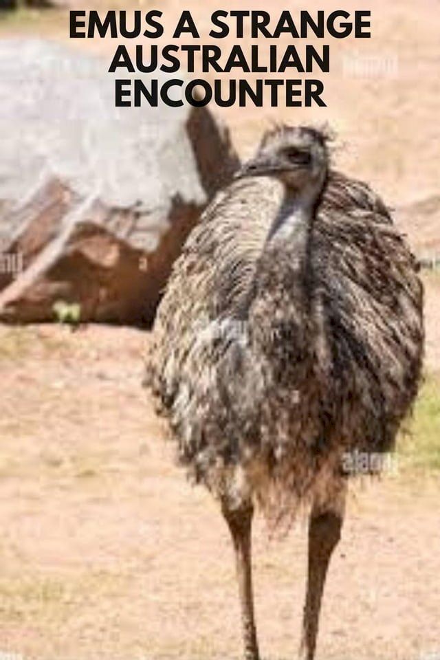  Emus A strange Australian encounter(Kobo/電子書)