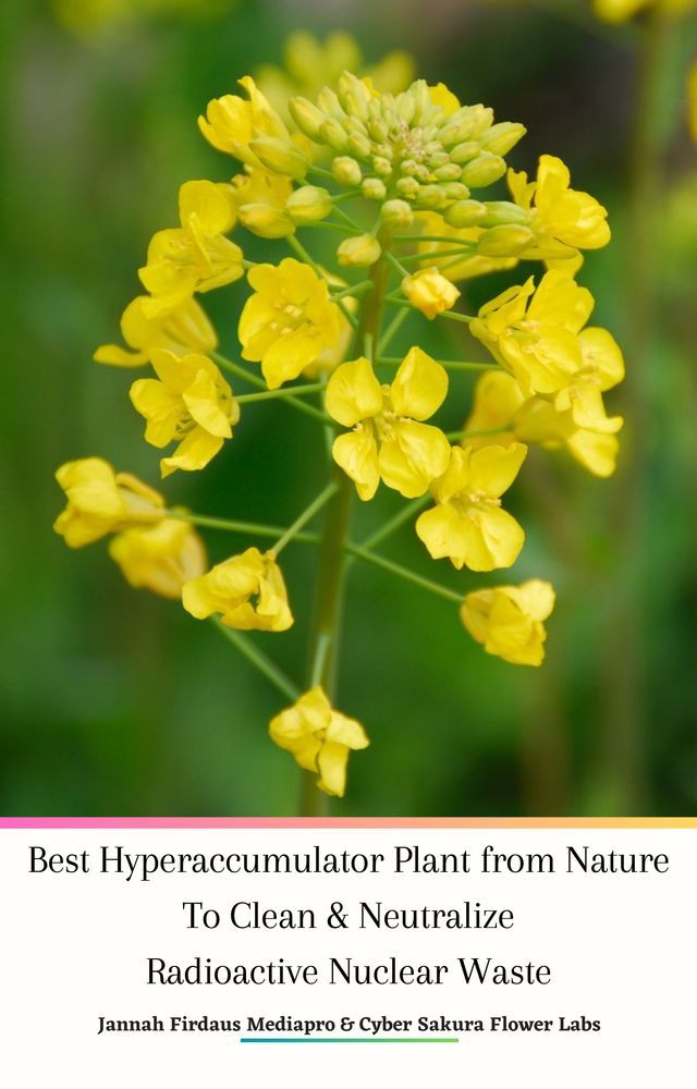  Best Hyperaccumulator Plant from Nature To Clean & Neutralize Radioactive Nuclear Waste(Kobo/電子書)