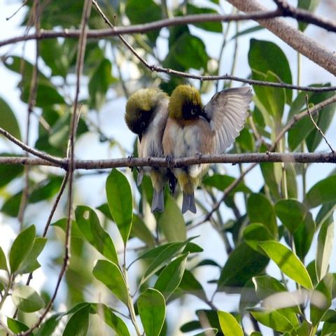 めじろ３５ショット