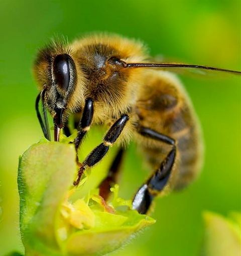 Les chasseurs d'abeilles(Kobo/電子書)