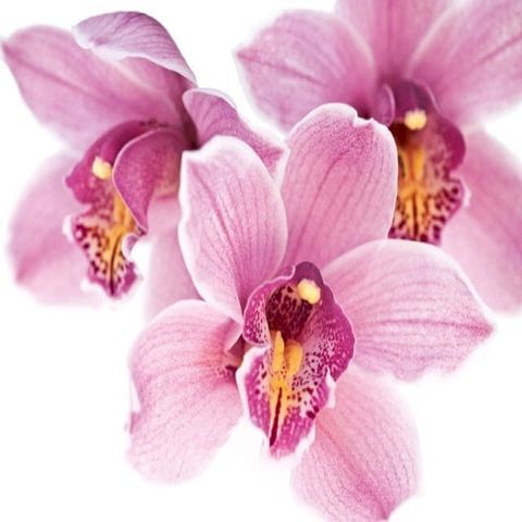 I DIVERSI APPARECCHI COL MEZZO DEI QUALI LE ORCHIDEE VENGONO FECONDATE DAGLI INSETTI(Kobo/電子書)