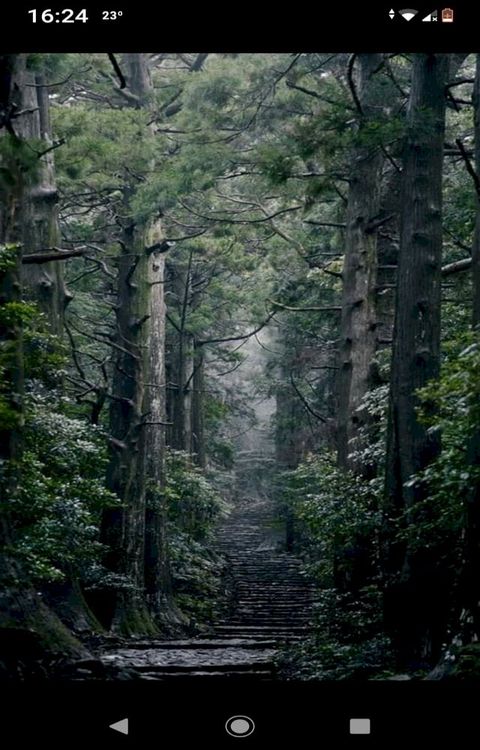 Mattino in una foresta di pini(Kobo/電子書)