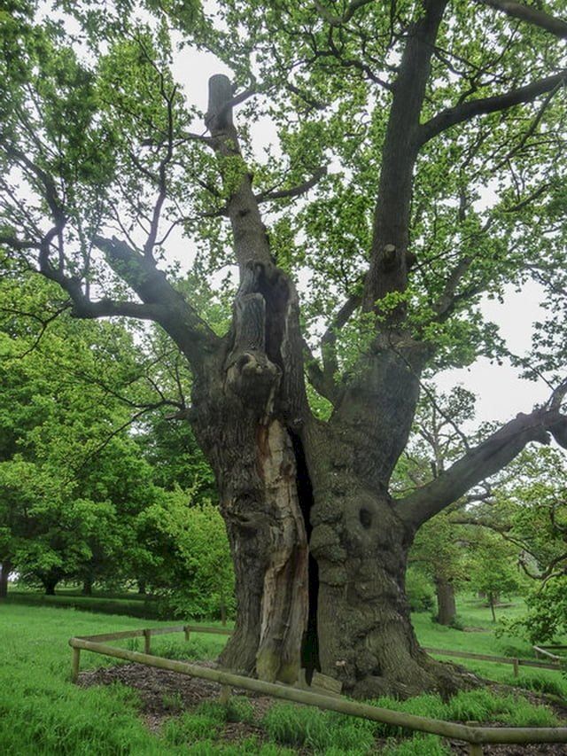  The Old Oak Tree(Kobo/電子書)