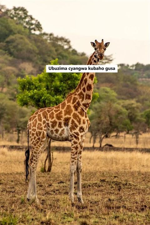 Ubuzima cyangwa kubaho gusa(Kobo/電子書)