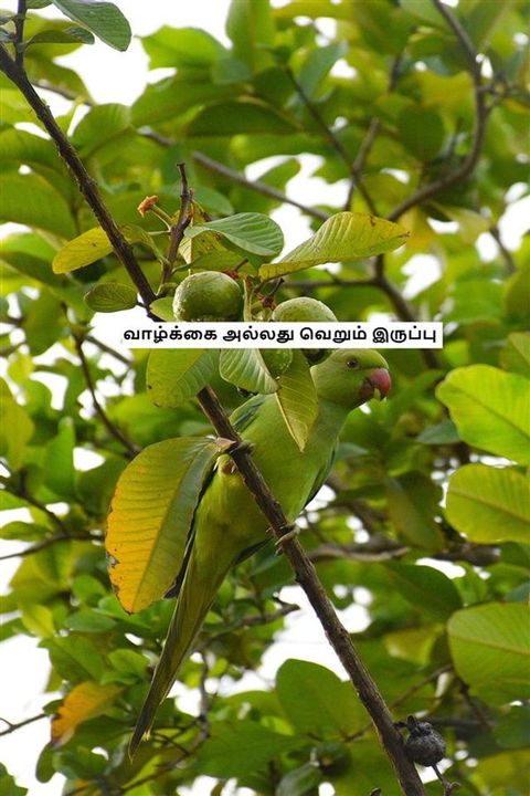 வாழ்க்கை அல்லது வெறும் இருப்பு(Kobo/電子書)