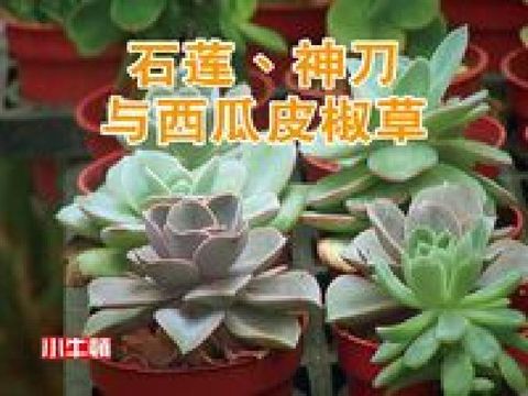 HyRead 石蓮、神刀與西瓜皮椒草 [有聲書](電子書)