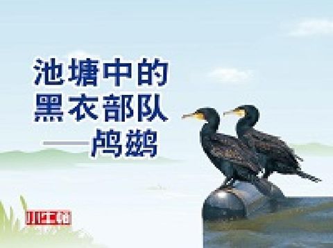 HyRead 池塘中的黑衣部隊 [有聲書]:鸕鷀(電子書)