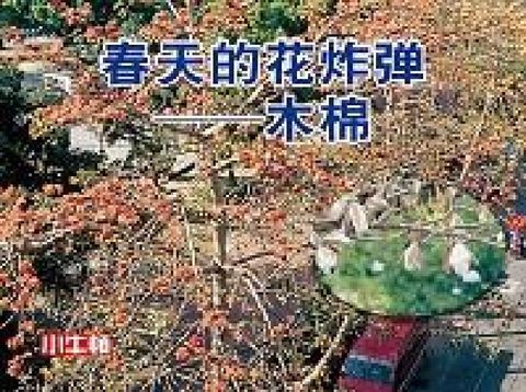 春天的花炸彈 [有聲書]:木棉(電子書)