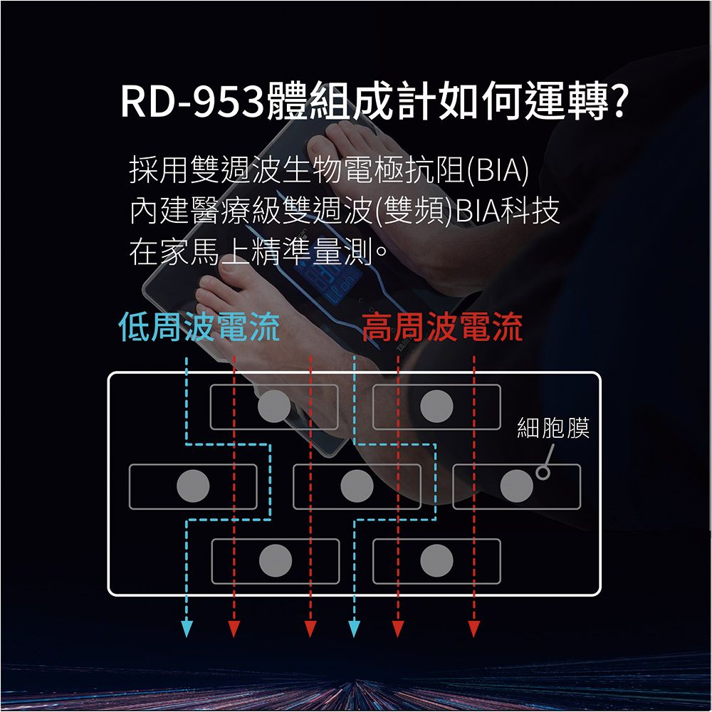 RD-953體組成計如何運轉?採用雙週波生物電極抗阻(BIA)內建醫療級雙週波(雙頻)BIA科技在家馬上精準量測。低周波電流高周波電流細胞膜