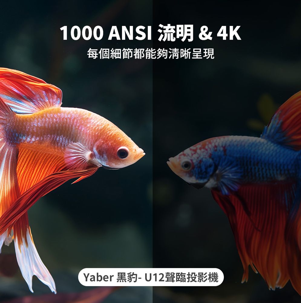 1000 ANSI 流明&4K每個細節都能夠清晰呈現Yaber 黑豹-U12聲臨投影機