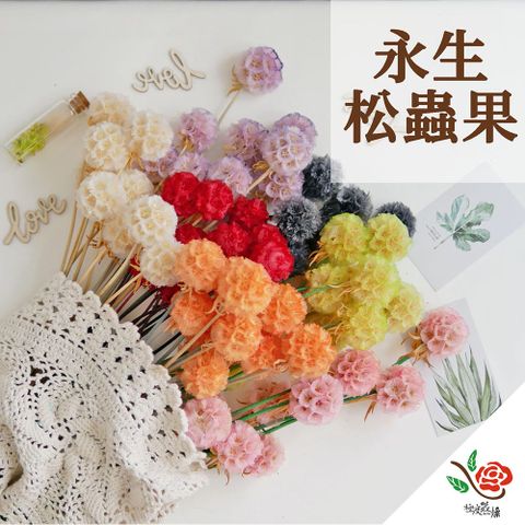 極度花燥 永生花乾燥花材專賣店 永生松蟲果 1個 分裝 花材