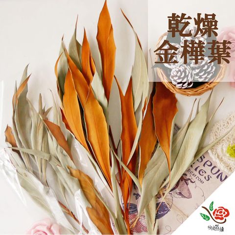 極度花燥 永生花乾燥花材專賣店 澳洲進口 乾燥金樺葉 5片 分裝 葉材