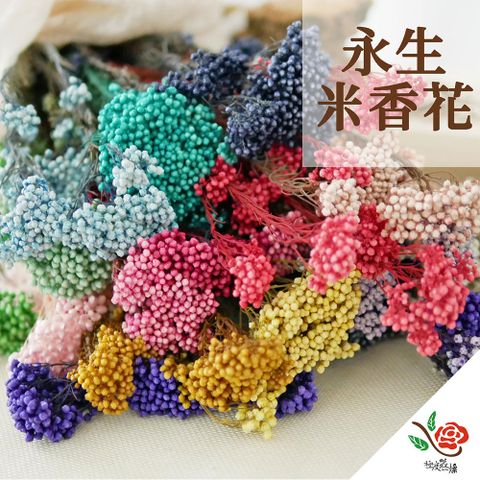 極度花燥 永生花乾燥花材專賣店 米香花 一份約9-10g 分裝 花材