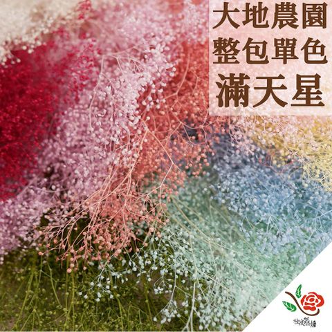 極度花燥 永生花乾燥花材專賣店 日本進口大地農園 單色滿天星 原裝包 整包 花材