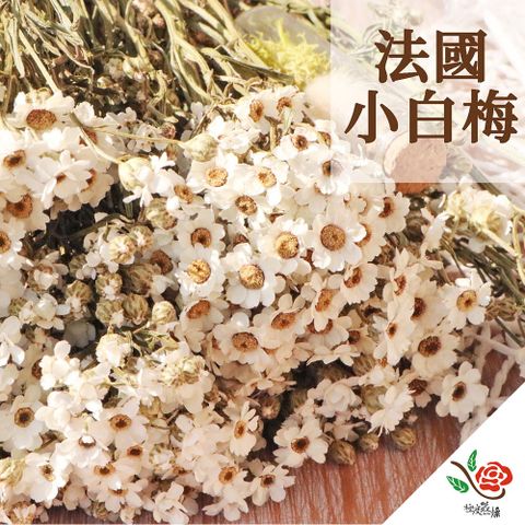 極度花燥 永生花乾燥花材專賣店 澳洲進口 法國小白梅 分裝 花材