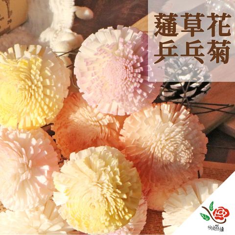 極度花燥 永生花乾燥花材專賣店 印度進口 蓪草乒乓菊 5個 分裝 花材