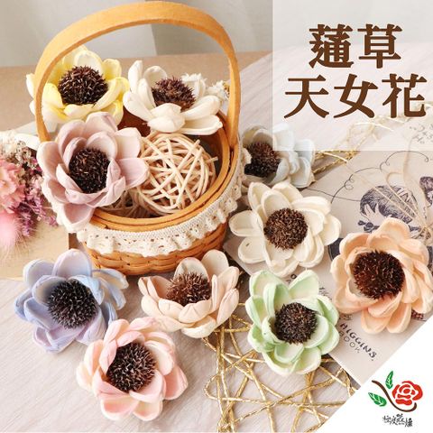 極度花燥 永生花乾燥花材專賣店 蓪草天女花 5個 分裝 花材