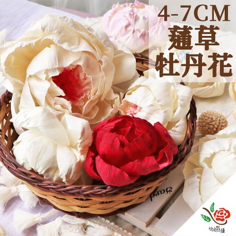 極度花燥 永生花乾燥花材專賣店 蓪草牡丹花 小牡丹4-7CM 5朵 分裝 花材