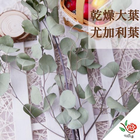 極度花燥 永生花乾燥花材專賣店 乾燥大葉尤加利葉 一份2-3枝*3份 分裝 葉材