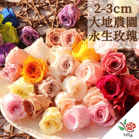 極度花燥 永生花乾燥花材專賣店 日本進口大地農園 永生玫瑰02370 3個 分裝 花材