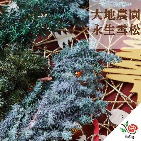 【極度花燥】大地農園 雪松