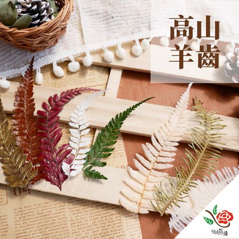【極度花燥】大地農園 高山羊齒 5片
