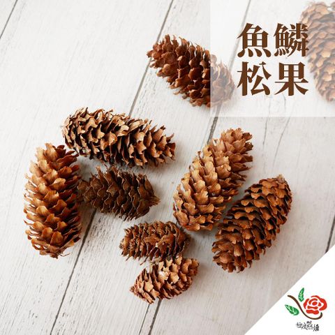 極度花燥 永生花乾燥花材專賣店 松果 魚鱗松果 一份5顆 分裝 果實