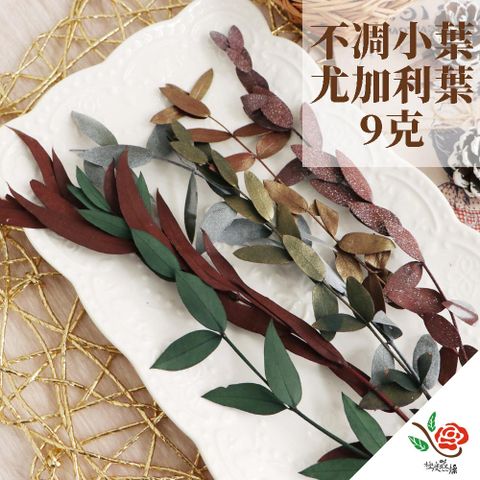極度花燥 永生花乾燥花材專賣店 尤加利葉 不凋小葉 2份(一份約9克) 分裝 葉材