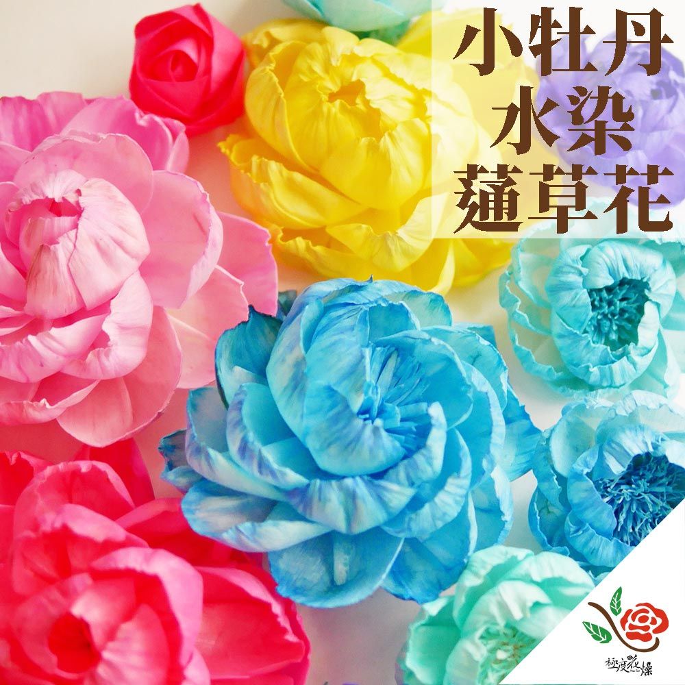 極度花燥 永生花乾燥花材專賣店 水染蓪草 小牡丹4CM 5個 分裝 花材