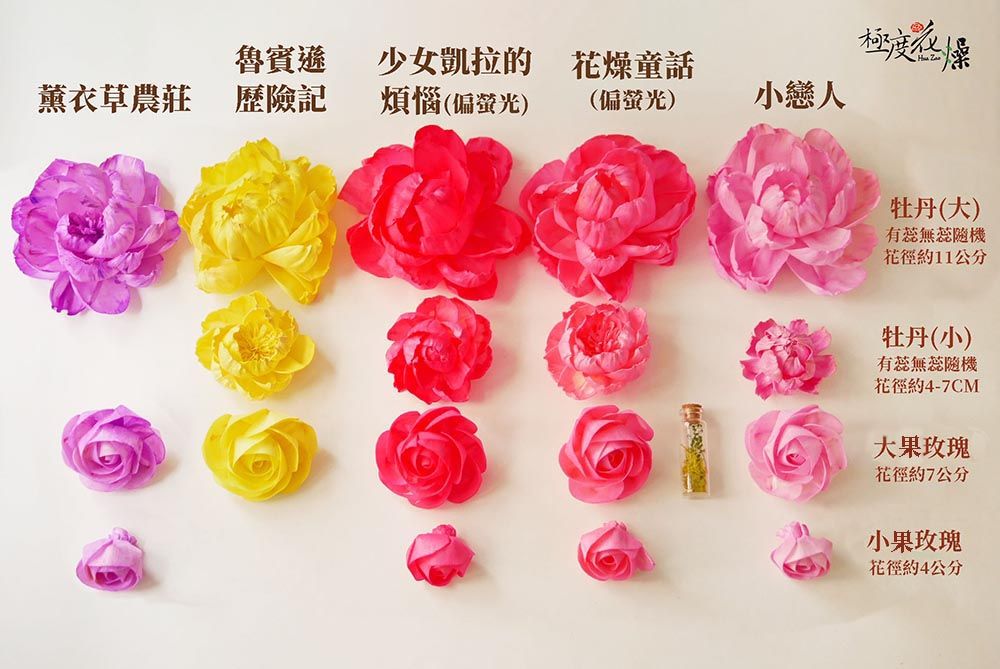 魯賓遜少女凱拉的 花童話薰衣草農莊 歷險記煩惱(偏螢光(偏螢光)小戀人極度燥牡丹(大)有無花徑約11公分牡丹(小)有蕊無蕊隨機花徑約4-7CM大果玫瑰花徑約7公分小果玫瑰花徑約4公分