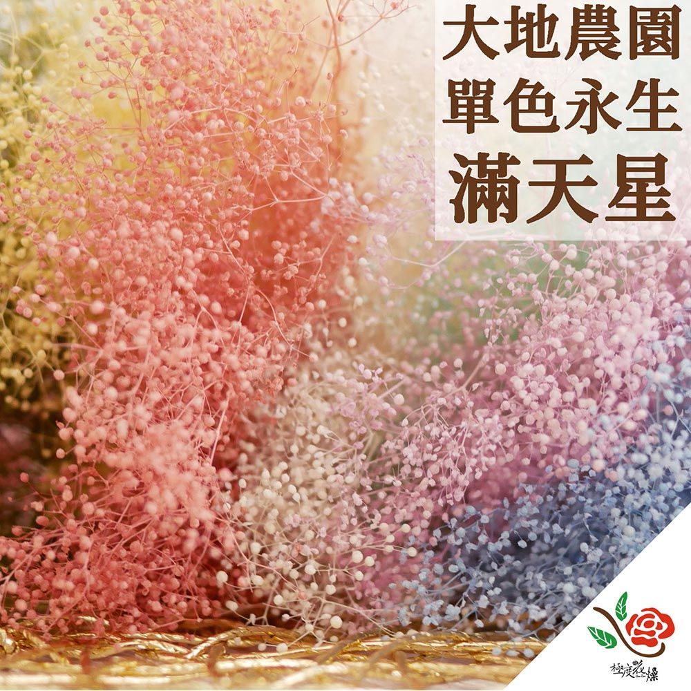 極度花燥 永生花乾燥花材專賣店 日本進口大地農園 單色滿天星 2份(一份約3克) 分裝 花材