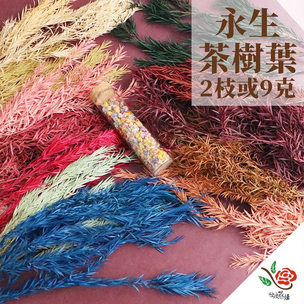極度花燥 永生花乾燥花材專賣店 永生茶樹葉 2份(一份約9g) 分裝 葉材