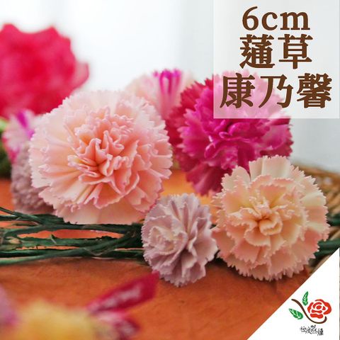 極度花燥 永生花乾燥花材專賣店 蓪草康乃馨 大康乃馨6CM 5個 分裝 花材