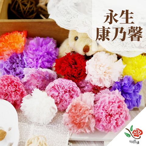 【極度花燥】永生康乃馨