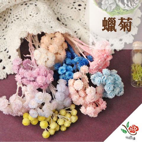 極度花燥 永生花乾燥花材專賣店 義大利進口 蠟菊  3份(一份約20頭) 分裝 花材